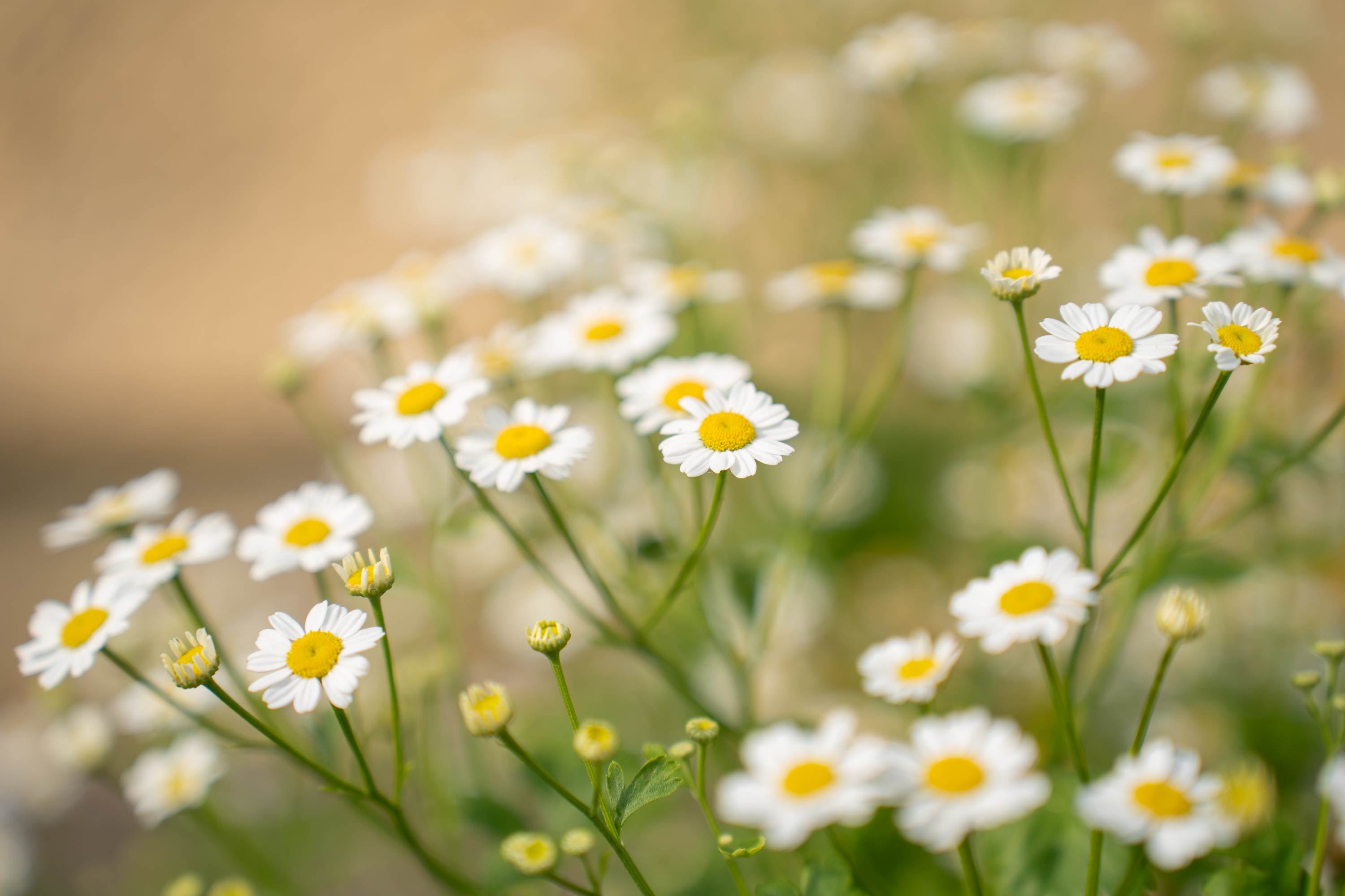 Primis iaculis elementum conubia feugiat